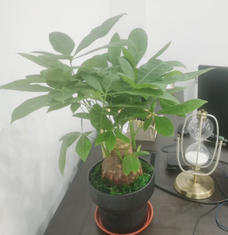 �����̻�����ֲ��